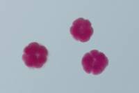 Oursin - embryologie - stades 16 cellules x100 